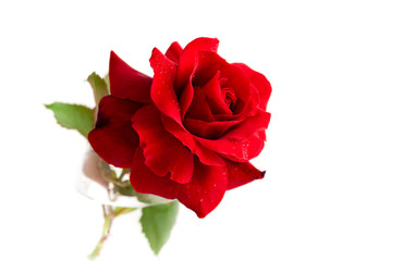 Red rose with water drops isolated on white background.