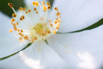 Obraz premium Blüten