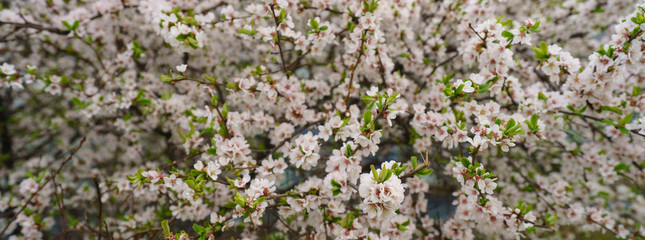 Pear tree in bloom. Spring is coming. Small white and pink flowers covered the tree branches. Nature waking up. The beauty in nature.