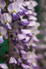 Lilac flowers in the garden