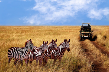  Zebras on the road in Serengeti national park in front of the car with tourists. - 351982829