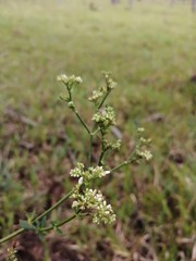 Flores silvestres
