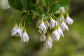 Close-up of spring snowdrop flowers.
