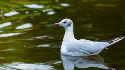 White-grey seagull swims in the green water of a pond.