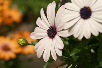 Obraz premium Kapkörbchen, Osteospermum
