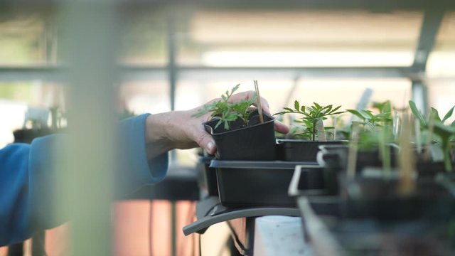Gardener placing a lemon plant on a crate with other seedlings in her greenhouse. Slow motion slider shot of seedling pots