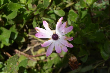 flor morada 