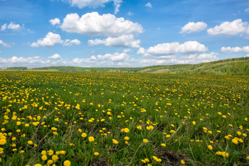 Dandelion field and blue sky with clouds