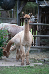 Obraz premium Alpakacrew