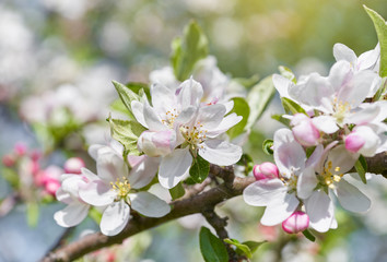 Apple tree blossom close-up. White apple flower on natural bright background.