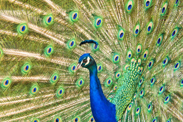 Obraz premium peacocks, bird, feather, tier, blau, feather, green, frack, bunt, wild lebende tiere