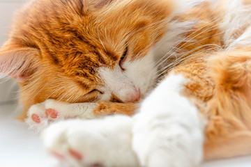 Red cat on a white windowsill. Cat portrait
