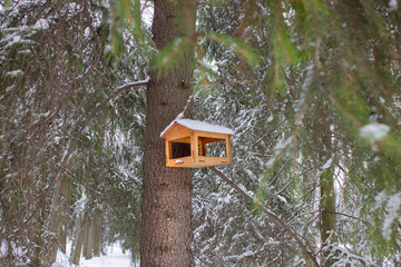 Bird hous in the forest on fir-tree