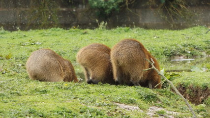 Capybara
