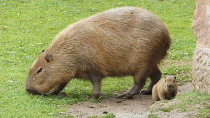 Capybara mum and baby