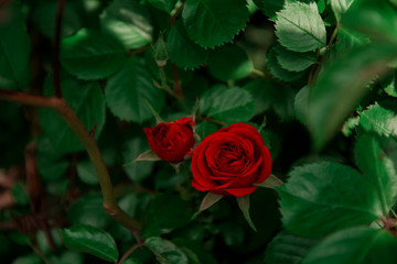 red rose in garden