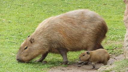 Capybara mum and baby