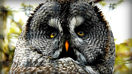 owl close up eyes