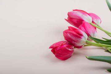 Beautiful red tulips lie on a light pink background, top view