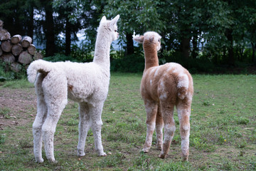 The Alpacacrew