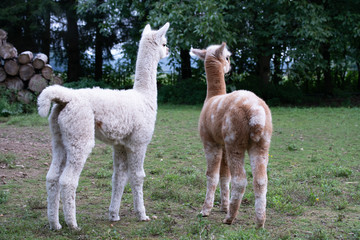 The Alpacacrew