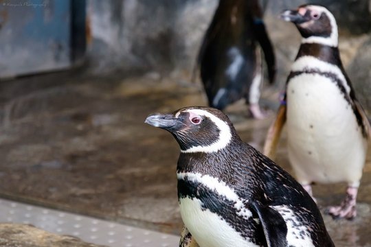 Penguins In Shinagawa Aquarium