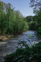 Forest in Patapsco State Park, MD