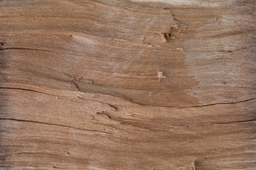 texture and background section of a tree. Wooden Board closeup