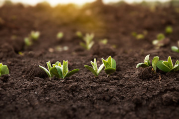 The first sprouts of a soybean plant stretch toward the sun in an agricultural field. Young soybean crops during the period of active growth.