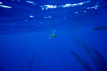 Whitetip shark