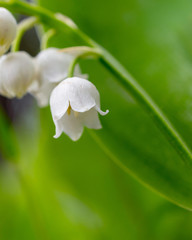Lilies of the valley - spring flowers in the forest.