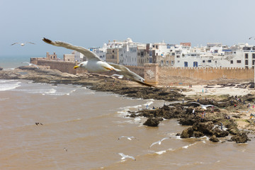 essaouira morocco seaside