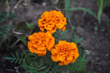 Spring flowers in late May 