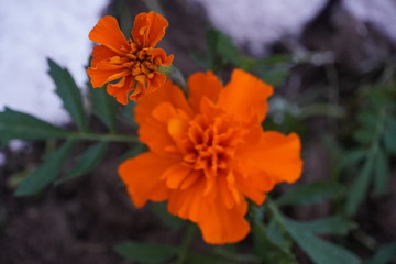 Spring flowers in late May 