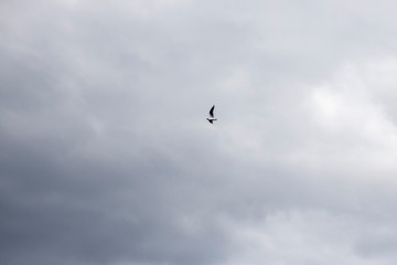Little gulls circling in the gray sky in search of food