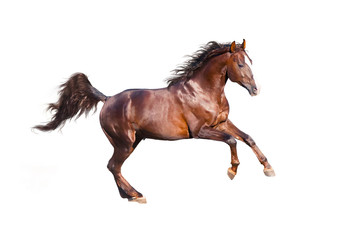 Chestnut young horse is galloping fast in the wild.
