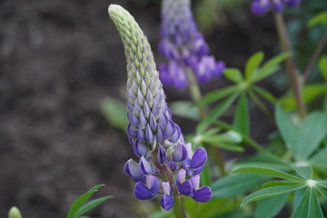 Spring flowers in late May 