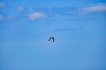 Seagull in the blue sky