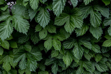 Green hops braid the fence. Vegetation in urban garden