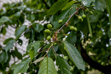 green cherry fruit closeup on a branch in the garden