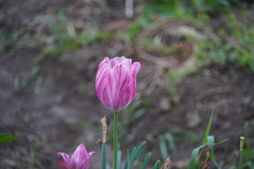 Obraz premium Spring flowers in late May 