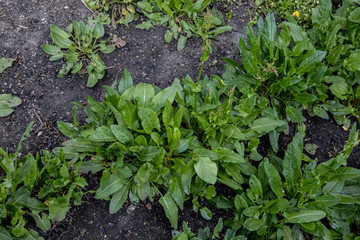 young sorrel growing in the home garden. Farming vegetables and herbs