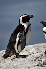 singing African penguin standing on the rocks