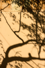 shadow of the tree at yellow wall