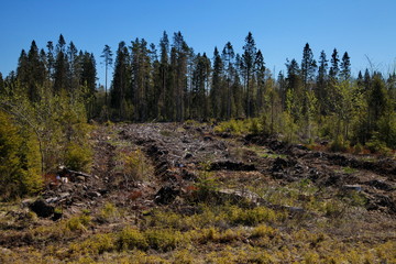 Pine forest in spring