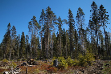 Pine forest in spring