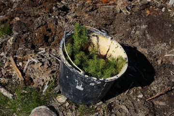 Christmas tree seedlings in a bucket