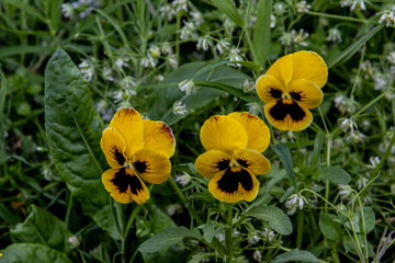 two flowers pansies with little white flowers on a green background in the garden