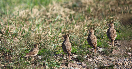 A flock of larks in a natural habitat ...