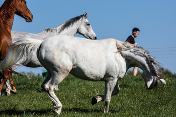 Galopp